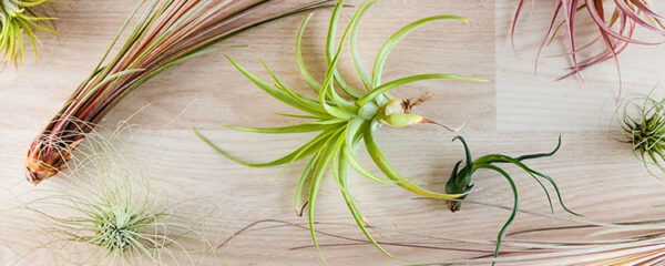 tillandsia